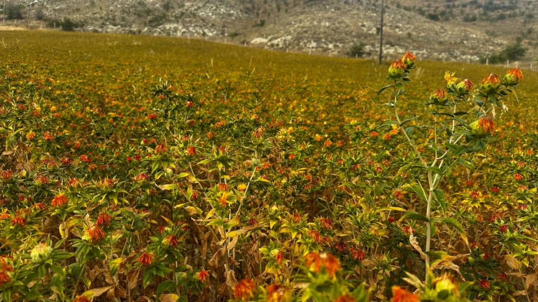 Trakya'daki üretim Isparta'ya sıçradı: Halkın deyimiyle "Kır safranı" hasadının yüzde 30'u yağ olarak dönüyor 7
